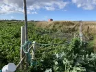 A patch of land, half cultivated allotment and half overgrown field. A small house is visible in the distance.