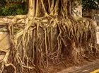 The yellowing roots of a tree spill down from a raised bed to street level in a city environment.