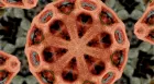 Close up of a red-brown spherical cell structure.