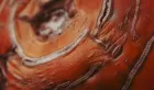 Close up of a tomato with dry, cracking skin.