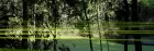 A copse of half submerged trees are reflected on the surface of a body of water.